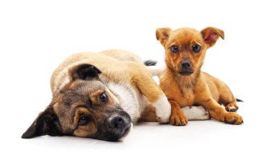 Köpek ve beyaz bir arka plan üzerinde izole köpek yavrusu.