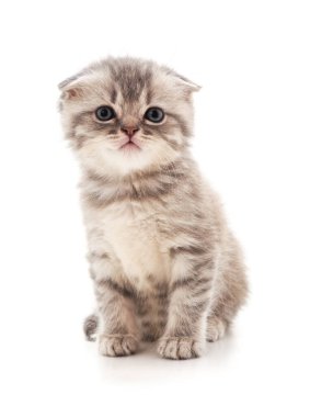 Beyaz bir arka plan üzerinde izole gri oturma kitty.