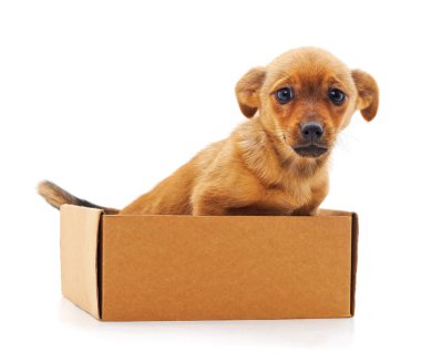 Beyaz bir arka plan üzerinde izole kutusunda köpek yavrusu.