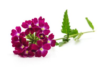 Beyaz arka planda izole edilmiş güzel verbena çiçeği.