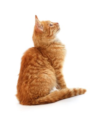 Beyaz bir arka plan üzerinde arar izole kedi.
