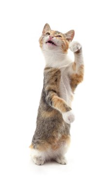 Arka ayakları üzerinde duran ön pençesi beyaz arka planda soyutlanmış bir kedi..