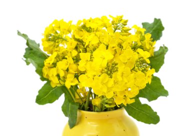 Beyaz arka planda izole edilmiş sarı kolza çiçeği.