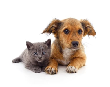 Yavru kedi ve köpek beyaz bir arkaplanda izole edilmiş..