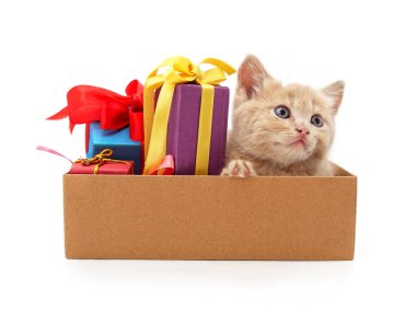 Beyaz arka planda izole edilmiş hediyelerle dolu bir kutuda kedi yavrusu..