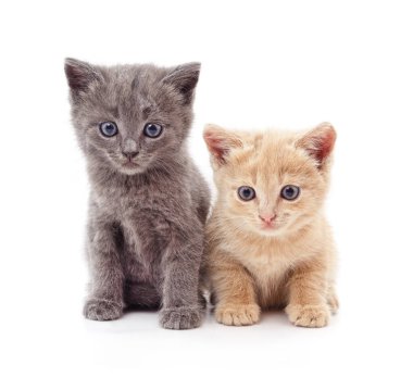 Beyaz bir arka planda iki güzel kedi..