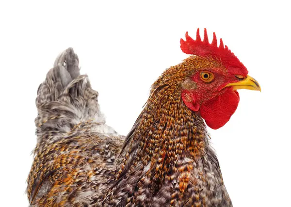 Beyaz arka planda izole edilmiş bir kırmızı tavuk..