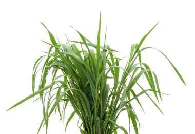 Yeşil çim beyaz bir arka plan üzerinde izole demet.