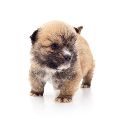 Beyaz arka planda izole edilmiş küçük bir köpek yavrusu..
