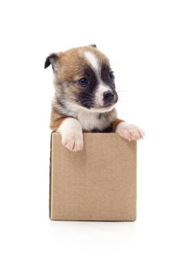 Beyaz bir arka plan üzerinde izole kutusunda köpek yavrusu.