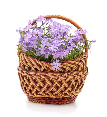Beyaz arka planda izole edilmiş sepetteki mor çiçekler..