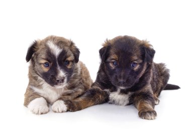 Beyaz arka planda izole edilmiş iki küçük yavru..