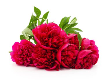 Kırmızı şakayıklar beyaz arka planda izole edilmiş..