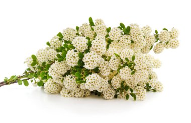 Beyaz çiçeklerin beyazı arka planda izole edilmiş bir buket.