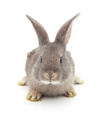 Beyaz arka planda izole edilmiş gri bir tavşan..