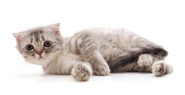 Beyaz arka planda izole edilmiş küçük gri kedi yavrusu..