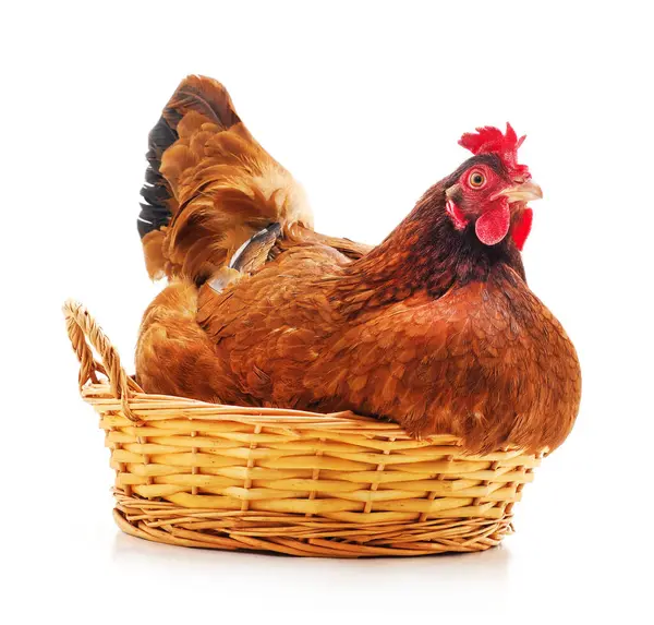 Tavuk ve sepet beyaz bir arka plan üzerinde izole.