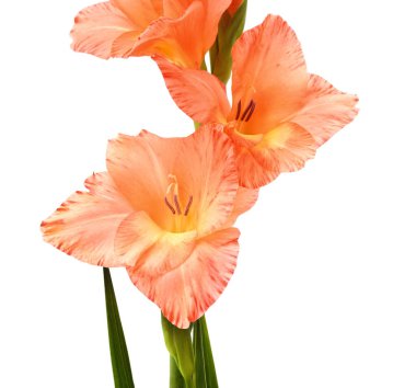 One orange gladiolus isolated on a white background.