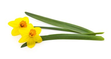 Beyaz bir arka plan üzerinde izole sarı nergis buket.