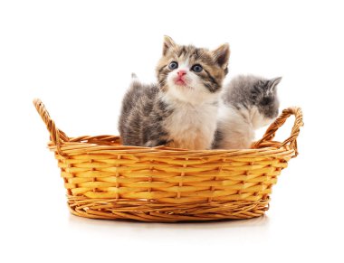 Beyaz arka planda izole edilmiş sepetteki kedi yavruları..