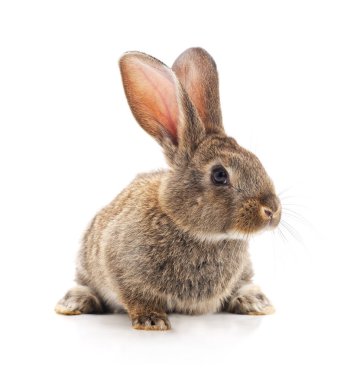 Beyaz arka planda izole edilmiş gri bir tavşan..
