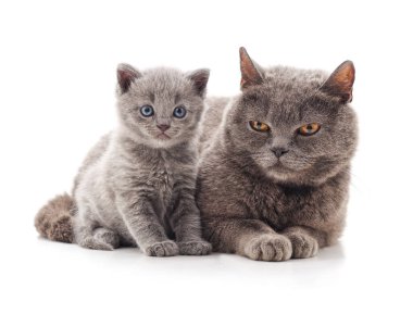 Kedi ve kedi yavrusu beyaz arka planda izole edilmiş..