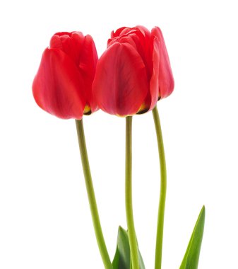 Beyaz arka planda izole edilmiş kırmızı lale buketi..