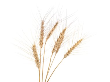 Beyaz arka planda izole edilmiş buğday başakları.