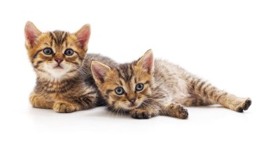 Beyaz bir arka planda iki güzel kedi..