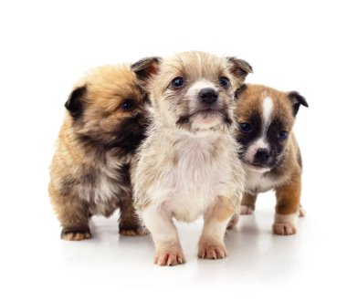 Beyaz arka planda izole edilmiş üç küçük yavru..