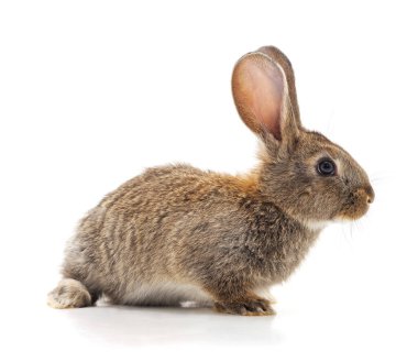 Beyaz arka planda izole edilmiş gri bir tavşan..