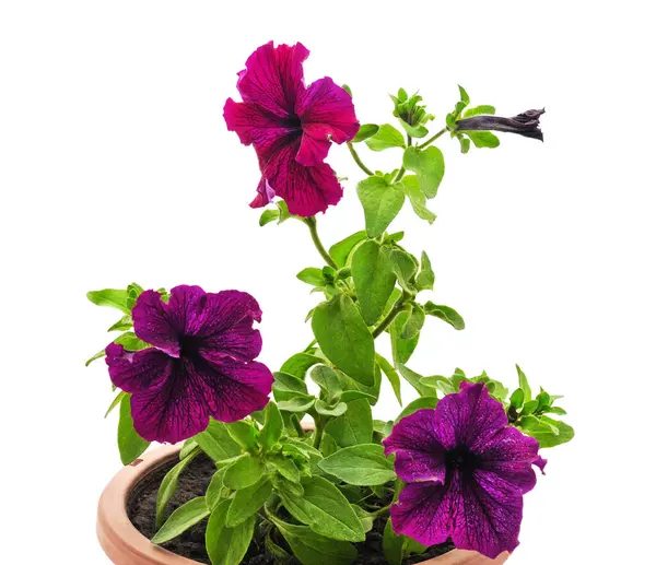 Beyaz arka planda izole edilmiş çömlekteki petunya.