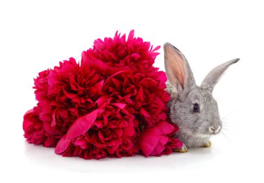 Tavşan ve bir buket kırmızı şakayık beyaz arka planda izole edilmiş..