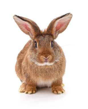 Beyaz arka planda izole edilmiş büyük kahverengi bir tavşan..
