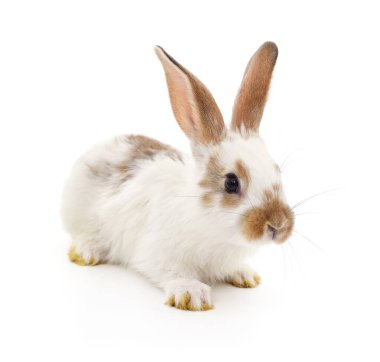 Beyaz arka planda izole edilmiş beyaz bir tavşan..