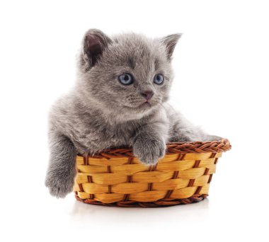 Beyaz arka planda izole edilmiş sepetteki kedi yavrusu..
