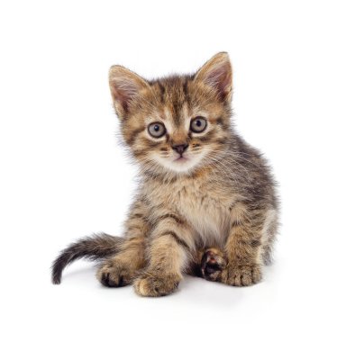 Beyaz bir arka plan üzerinde izole gri oturma kitty.