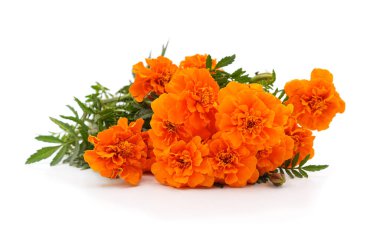 Beyaz bir arka plan üzerinde izole marigolds buket.