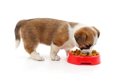 Beyaz arka planda izole edilmiş kırmızı bir kaseden yemek yiyen küçük bir köpek yavrusu..