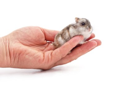 Beyaz arka planda izole edilmiş bir adamın elindeki küçük hamster..