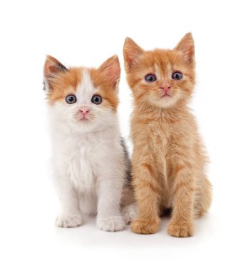 Beyaz arka planda iki küçük kedi yavrusu..