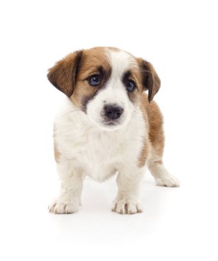 Beyaz arka planda izole edilmiş küçük bir köpek yavrusu..