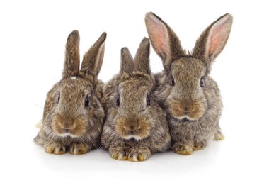 Beyaz arka planda üç küçük tavşan izole edilmiş..