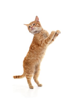 Kırmızı kedi arka ayakları üzerinde duruyor, ön pençeleri beyaz arka planda soyutlanmış..