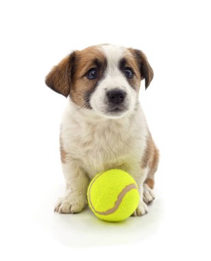 Beyaz bir arka plan üzerinde izole topu ile küçük köpek yavrusu.