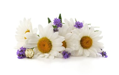Beyaz arka planda izole edilmiş papatya buketi ve lavanta..