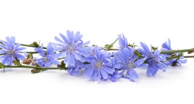 Beyaz arkaplanda mavi hindiba çiçekleri.