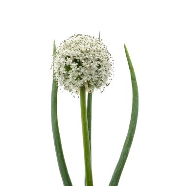 Beyaz arka planda izole edilmiş bir soğan çiçeği..