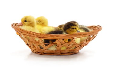 Beyaz arka planda izole edilmiş sepetteki ördek yavruları..