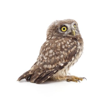 Beyaz bir arka plan üzerinde izole genç baykuş.